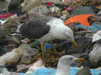 Goéland brun Larus fuscus N0