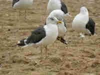 Goéland brun Larus fuscus RC7