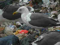 Goéland brun Larus fuscus T.H