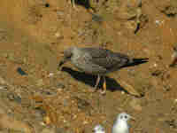 Goéland brun Larus fuscus intermedius H.C89