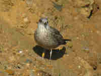 Goéland brun Larus fuscus intermedius H.C89