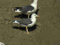 Goéland brun Larus fuscus J6