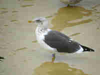 Goéland brun Larus fuscus 33