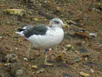 Goéland brun Larus fuscus 0L