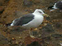 Goéland brun Larus fuscus GU