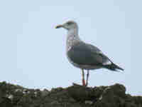 Goéland brun Larus fuscus H'338