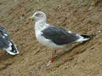 Goéland brun Larus fuscus 015K