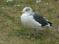 Goéland brun Larus fuscus 0N