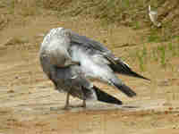 Goéland brun Larus fuscus HL