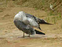 Goéland brun Larus fuscus HL