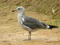 Goéland brun Larus fuscus HL