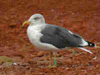 Goéland brun Larus fuscus M·ACT