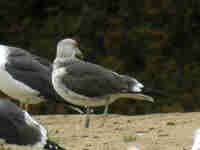 Goéland brun Larus fuscus V.289