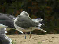 Goéland brun Larus fuscus V.289