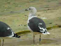 Goéland brun Larus fuscus V.C4Z