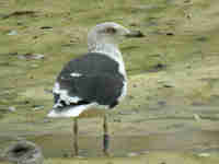 Goéland brun Larus fuscus V.C4Z