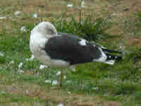 Goéland brun Larus fuscus Y·AKD