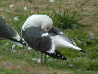 Goéland brun Larus fuscus Y·AKD