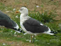 Goéland brun Larus fuscus Y·AKD