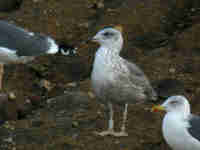 Goéland brun Larus fuscus graellsii 9·V4