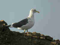 Goéland brun Larus fuscus D6