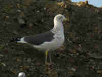 Goéland brun Larus fuscus D6