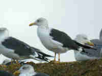 Goéland brun Larus fuscus GU