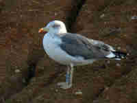 Goéland brun Larus fuscus KL.AT