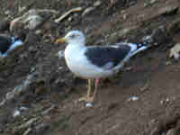 Goéland brun Larus fuscus M4