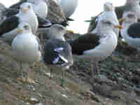 Goéland brun Larus fuscus Y·ABR