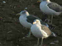 Goéland brun Larus fuscus Y·ABR