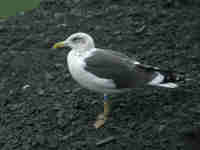 Goéland brun Larus fuscus 33