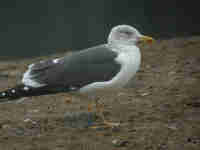 Goéland brun Larus fuscus CYA·R