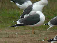 Goéland brun Larus fuscus EN54