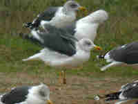 Goéland brun Larus fuscus EN54