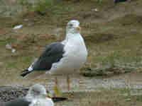 Goéland brun Larus fuscus H·21V