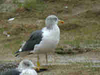 Goéland brun Larus fuscus H·21V