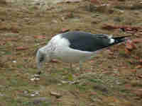 Goéland brun Larus fuscus H·799