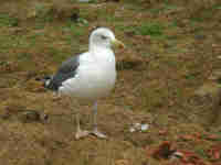 Goéland brun Larus fuscus H'F