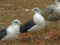 Goéland brun Larus fuscus HVA·X