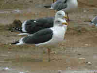 Goéland brun Larus fuscus MK