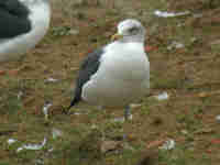 Goéland brun Larus fuscus N.K