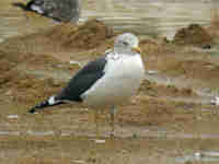 Goéland brun Larus fuscus P·S