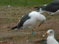 Goéland brun Larus fuscus SC4