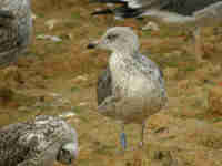 Goéland brun Larus fuscus V.A4Z