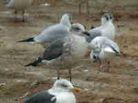 Goéland brun Larus fuscus V.A8H