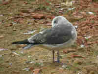 Goéland brun Larus fuscus V.A8H