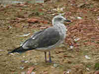 Goéland brun Larus fuscus V.A8H