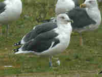 Goéland brun Larus fuscus V.C4Z