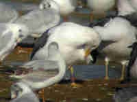 Goéland brun Larus fuscus ADU